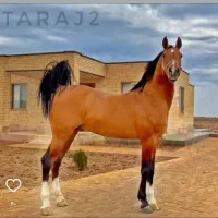 کره اسب مادیان )کره تاراج ۲|اسب و تجهیزات اسب‌سواری|شیراز, ویلاشهر|دیوار