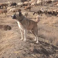 سگ نر گوسفندی|سگ|سبزوار, امیر کبیر|دیوار