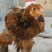 نیمچه مرغ و خروس برهما واکسن خورده سالم