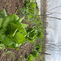 کاهو محلی رشت