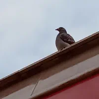 کبوتر قیمت 700تومن قیمت مناسب|پرنده|بشاریات, |دیوار