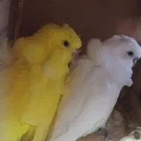 مرغ عشق پروانه ای جفت