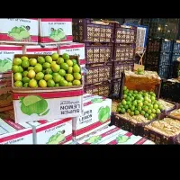 لیمو ترش .لیموشیرین|حراج|تهران, میدان میوه و تره‌بار مرکزی|دیوار