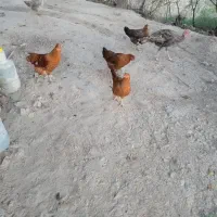 مرغ وخروس و بوقلمون|حیوانات مزرعه|گلی داغ, |دیوار