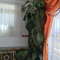 فروش انواع گل دیفن وغیره