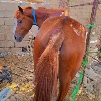 اسب