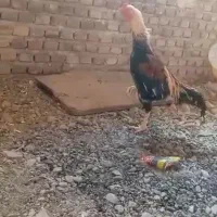 فروش یک عدد خروس لاری