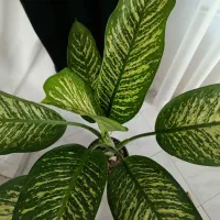 گل دیفن باخیا بزرگ