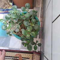 گل طبیعی هر گلدان ۱۰۰|گل و گیاه طبیعی|ساوه, |دیوار