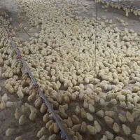 کارگر با سابقه مرغداری گوشتی لرستان