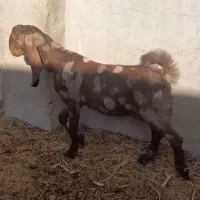 کره نر پنجابی.کل پلنگی