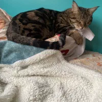 واگذاری گربه دی اس اچ