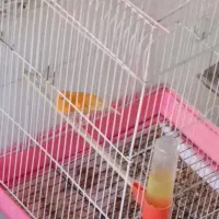 قناری نر شلاقی