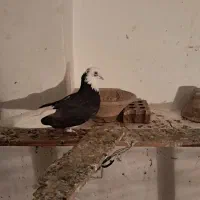 کفتر|پرنده|صوفیان, |دیوار