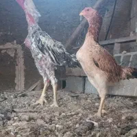 شامو اوشامو مرغ خروس|حیوانات مزرعه|تهران, خرمشهر|دیوار