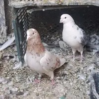 دوتا کبوترنرماده