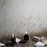 کبوتر|پرنده|تربت‌حیدریه, بالا ولایت|دیوار