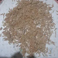 فروش بذر شالی ندا