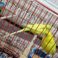 مرغ عشق سرحال باقفس بزرگ|پرنده|اهواز, چهارصد دستگاه|دیوار