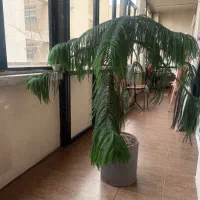 گلدان بزرگ مطبق