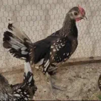 مرغ و خروس منیاتور|حیوانات مزرعه|قرچک, قشلاق جیتو|دیوار