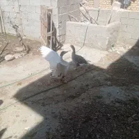 غاز نر ماده