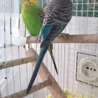 جفت مرغ عشق زیبا سرحال باقفسم میدم