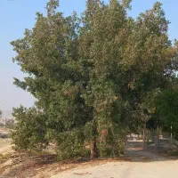 خرید انواع چوب و قطع نخل و درختان مزاحم