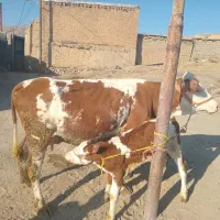 گاو وگوساله ماده سیمینتال دوم شکم برای داشت