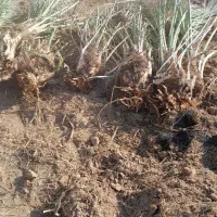 پاجوش جوش نخل سعمران درجه یک موجود