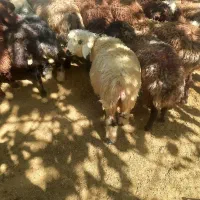 ۲۰ راس بره ماده افشار و لری