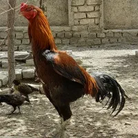 مرغ و خروس لاری