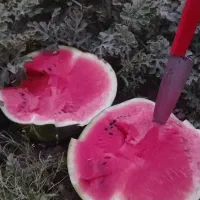 هندوانه درجه یک