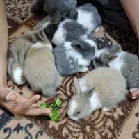 سلام تعدادی خرگوش لوپی