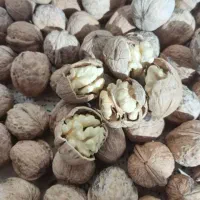 گردو سفید ایرانی امسالی خشک