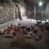 جوجه محلی