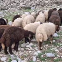 25راس بره درجه یک