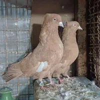 جفتی درجه یک