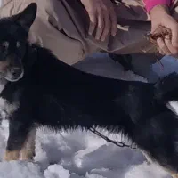 سلام این طوله سگ گم شده