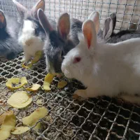 خرگوش|موش و خرگوش|میاندوآب, |دیوار