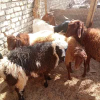 گوسفند|حیوانات مزرعه|یزد, |دیوار