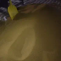 فروش بذر قره یونجه اصلاح شده