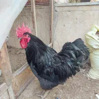 خروس سیاه دفع بلا مرغ سفید جهت قربونی|حیوانات مزرعه|رودهن, |دیوار
