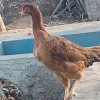 تعدادی مرغ و خروس