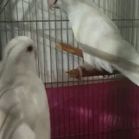 یک جفت کوتوله  سفید چشم قرمز