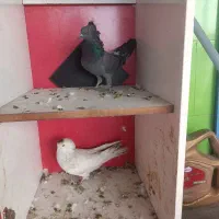 4تا کفتر خوب|پرنده|پاکدشت, پارچین|دیوار