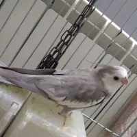 عروس هلندی نر بالغ