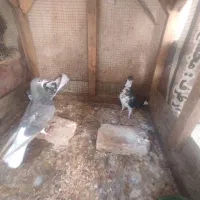 پرنده کبوتر نرو و ماده  شهری چپ|پرنده|شیراز, شیخ علی چوپان|دیوار