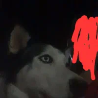 هاسکی. چشم یخی