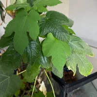 جان دوباره برای گیاهان اپارتمانیت ارسال رایگان
